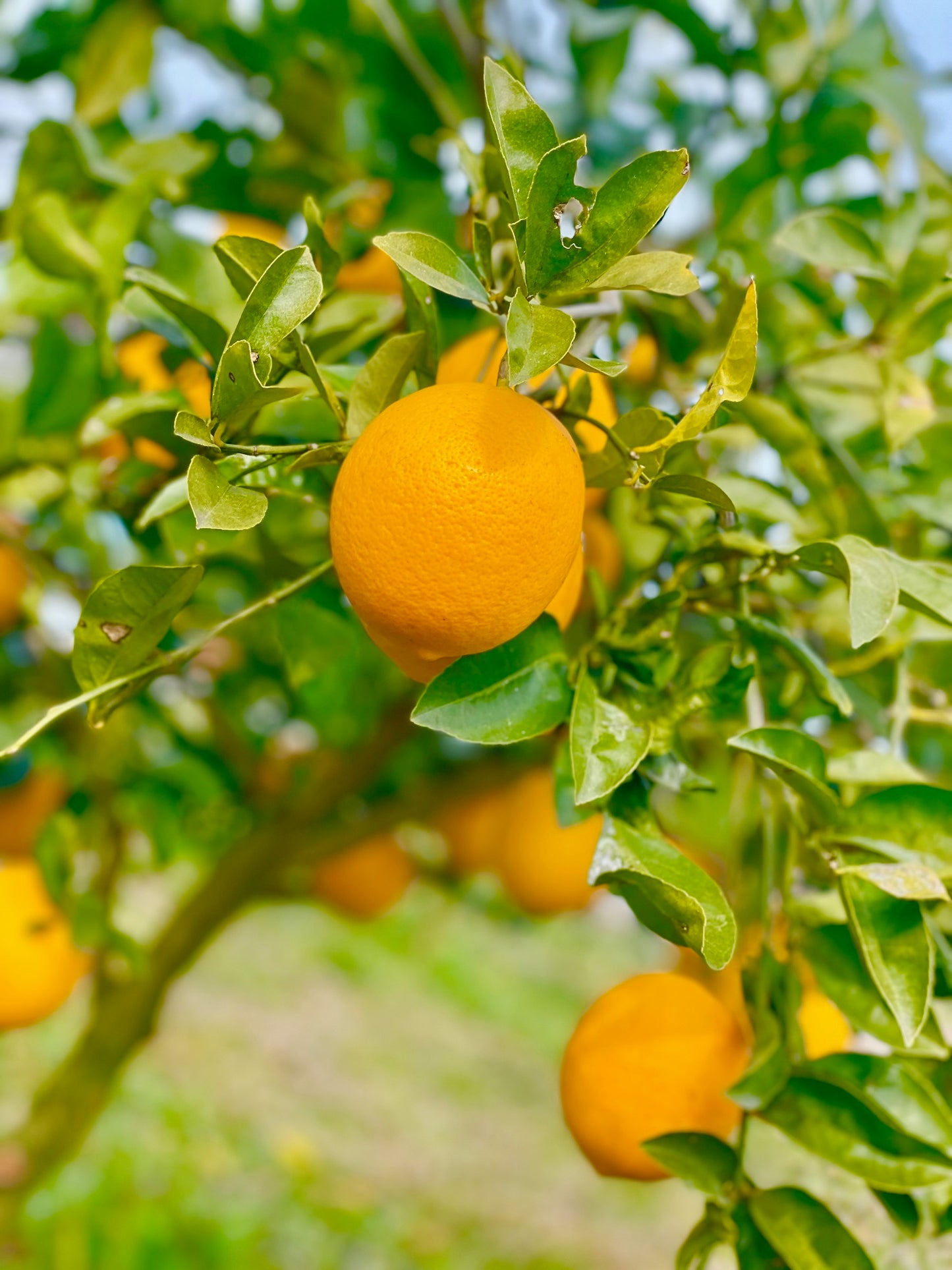 ＜送料無料＞北九州産レモン「もぎたてマイヤーレモン」約2kg